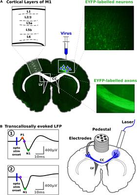 Dose-response relationship between the variables of unilateral optogenetic stimulation and transcallosal evoked responses in rat motor cortex